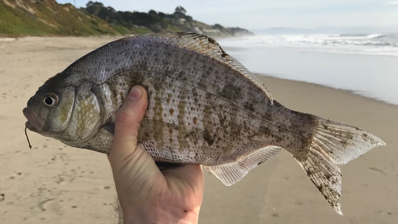 Surf Fishing for Surfperch - Lucky Craft Flash Minnow Review Pt. 2