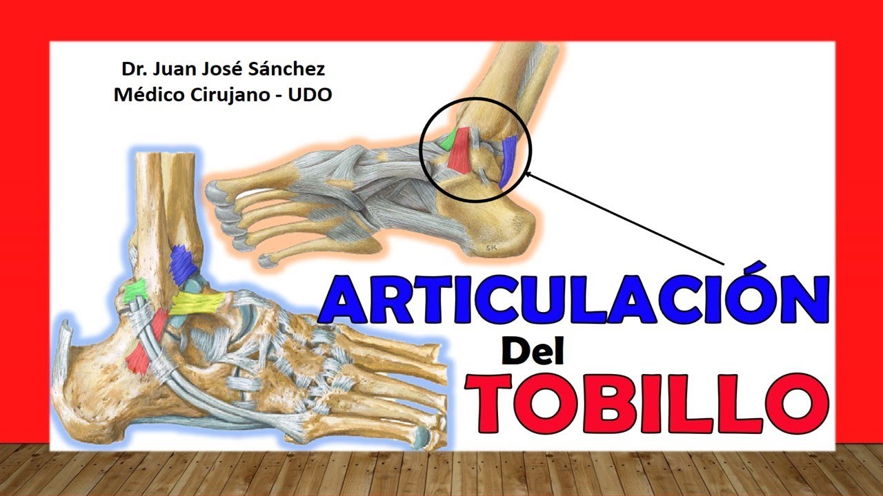 🥇 ARTICULACIÓN DEL TOBILLO. ¡Explicación Sencilla!