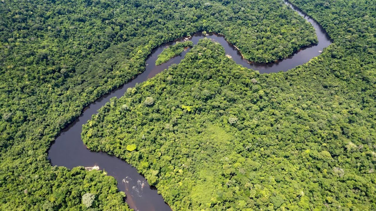 Brazil culls thousands of trees to make highway for climate COP30 meeting