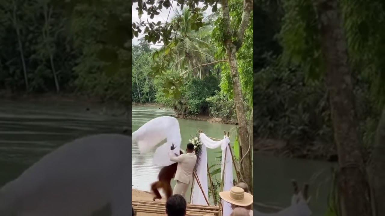 Where is he going with the Wife 🦧?  #wedding #jungle