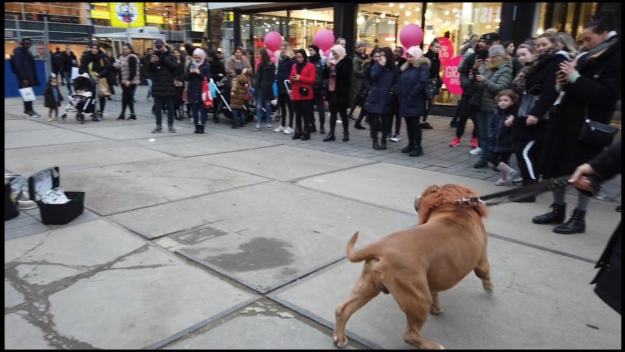 Walking with Magnum the lion in Rotterdam centrum.