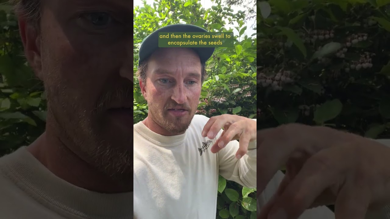 Salal berries aren't a 'true' berry (but they're still delicious)