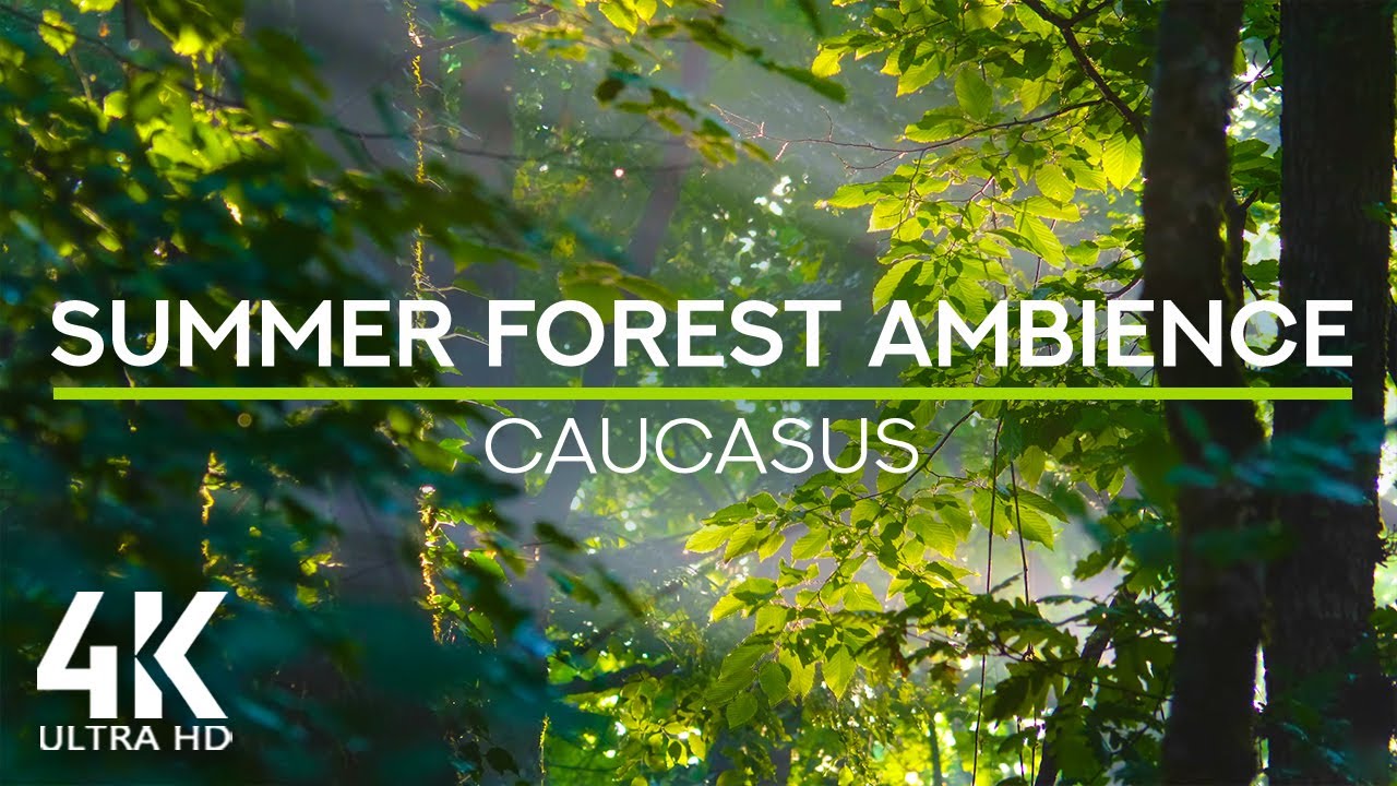 Joyful Birds Chirping & Refreshing Sounds of a Summer Forest + Sun Rays Shining through the Trees