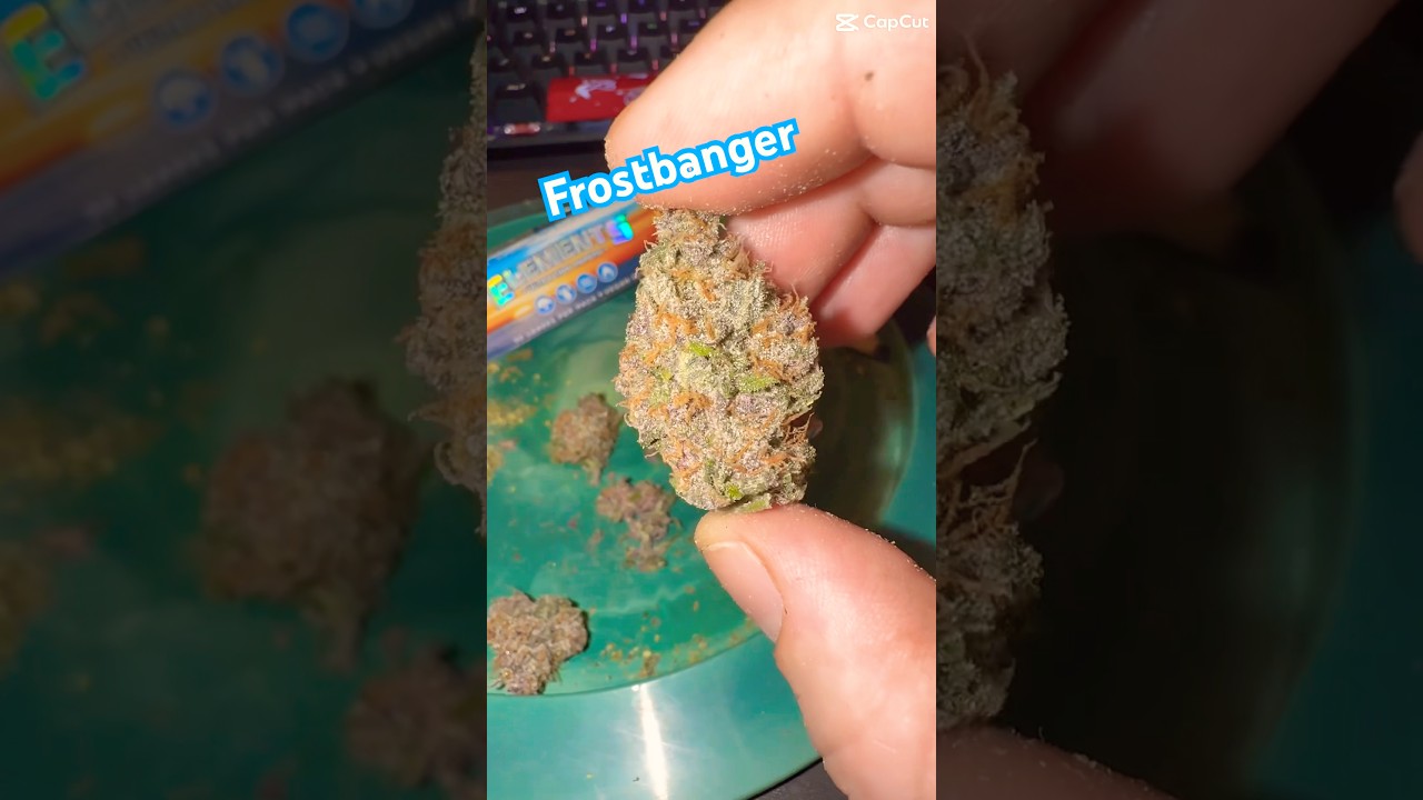 Frostbanger от Fastbuds, горшок 3 галлона, 18 часов освещения, почва Purple Cow.