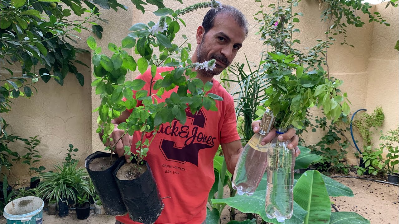 ازرع عود ريحان واحد فقط بهذه الطريقة 🌱واوعدك بأن تمتلئ حديقتك بشتلات الريحان خلال ايام 👌شاهد