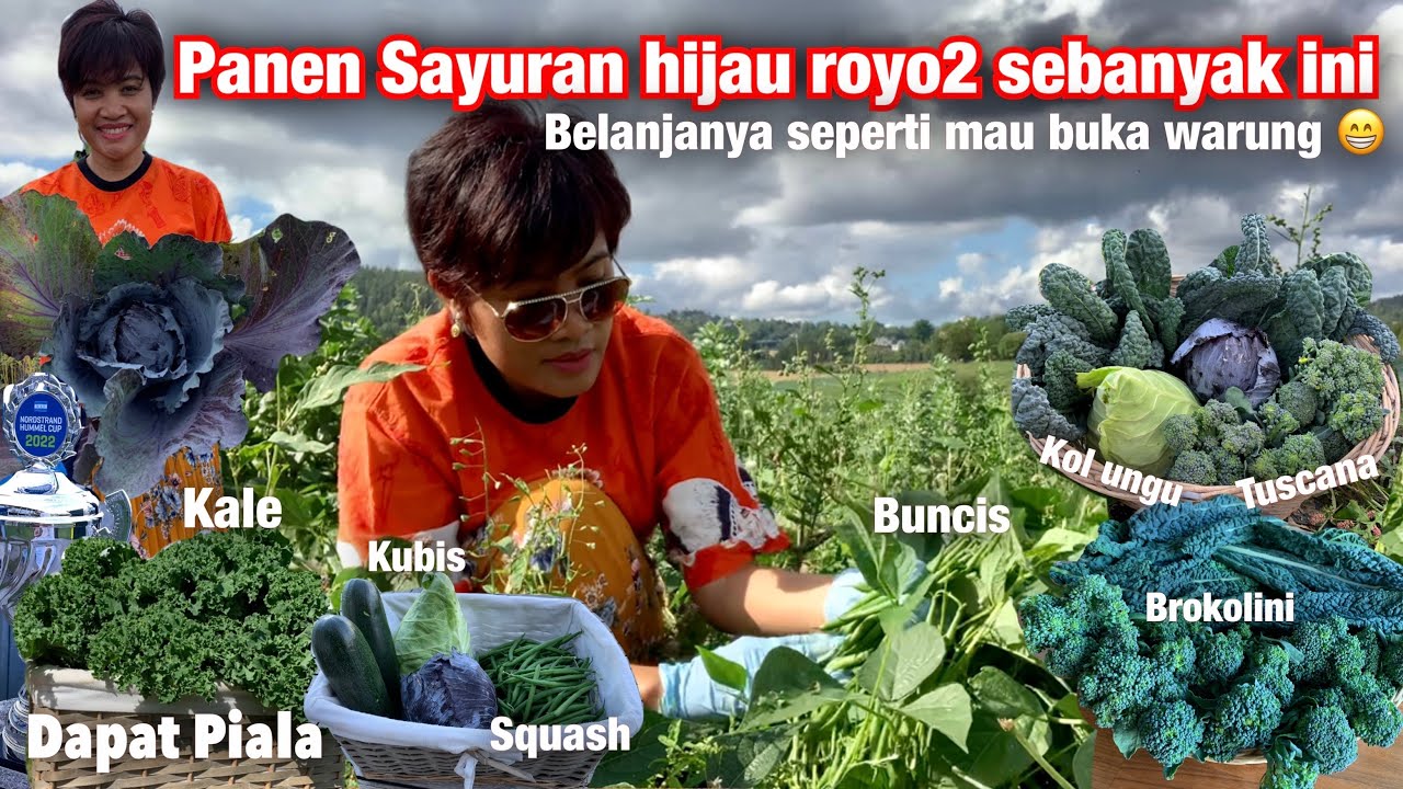 AKHIRNYA PANEN SAYUR BROKOLI, SQUASH, KOL UNGU, TUSCANA KALE BUNCIS BANYAK BANGET