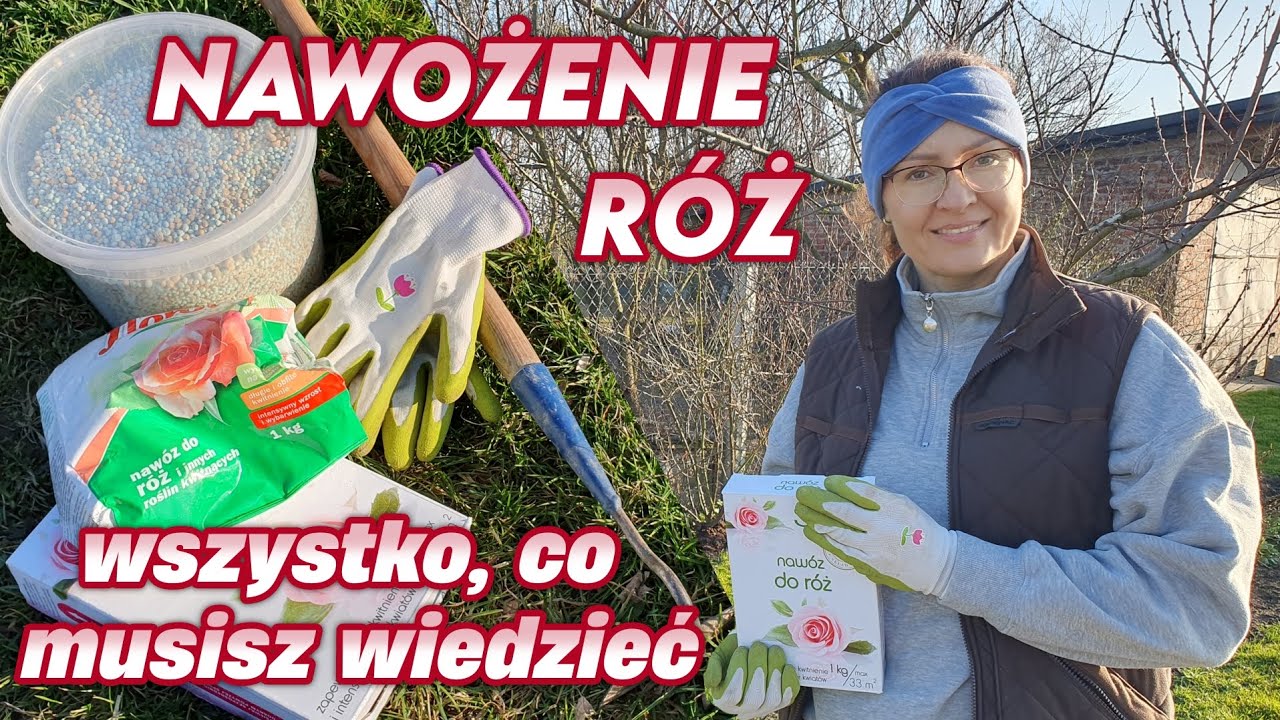 Jak nawozić róże? Dawkowanie, termin, techniki, wskazówki || Rozaria.pl