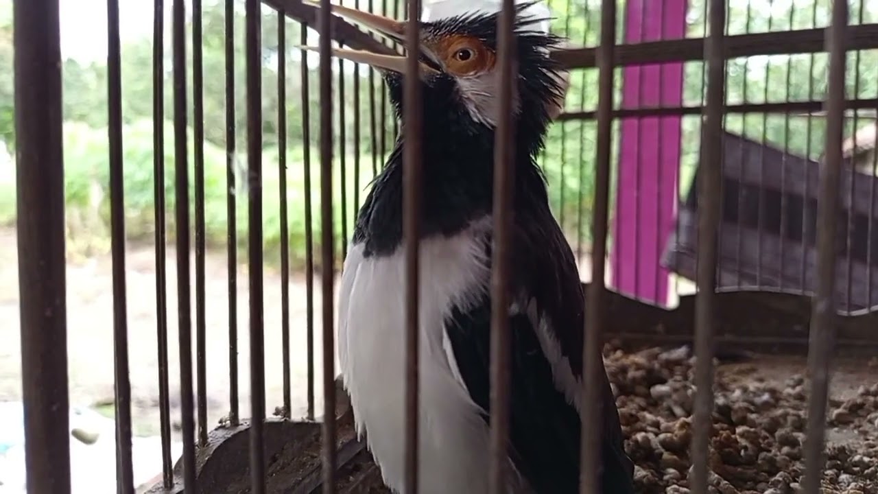 Coba Putar 1 Kali || Jalak Suren Langsung Nyambar Gacor Full Isian Mompa