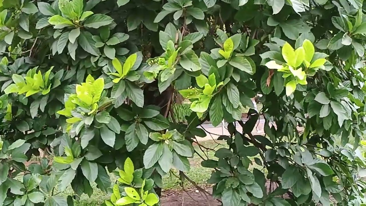 Conhecendo  frutas  exóticas no park parte 3 