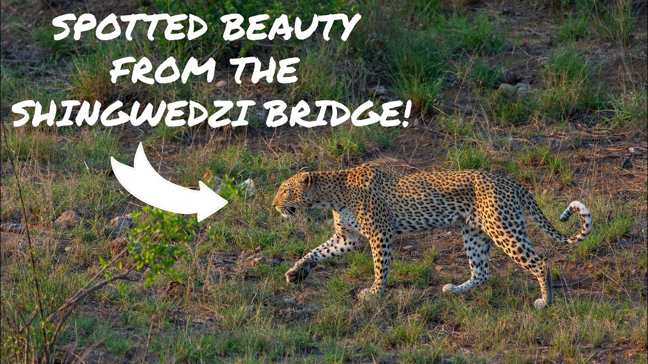 Kruger National Park Nov '22 - Day 2: Mopani to Shingwedzi - elephant Roadblocks & beautiful leopard