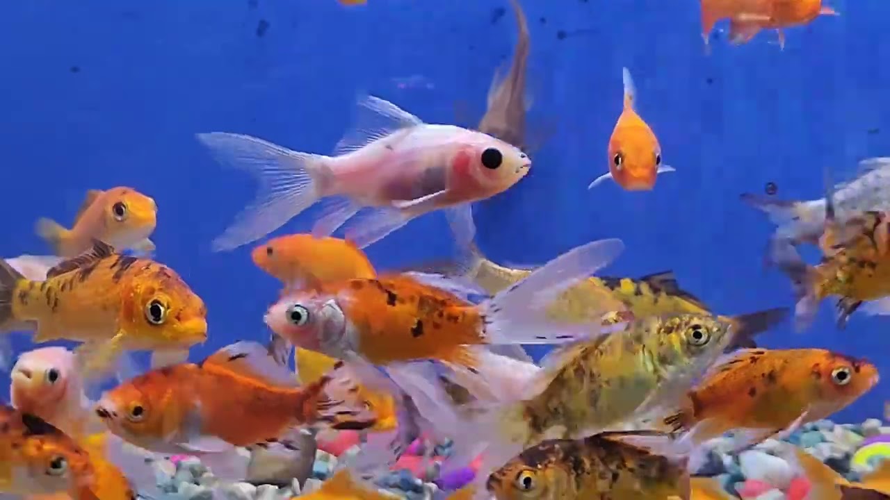 Aquarium fishs this week stock update#pets #fish #aquarium 