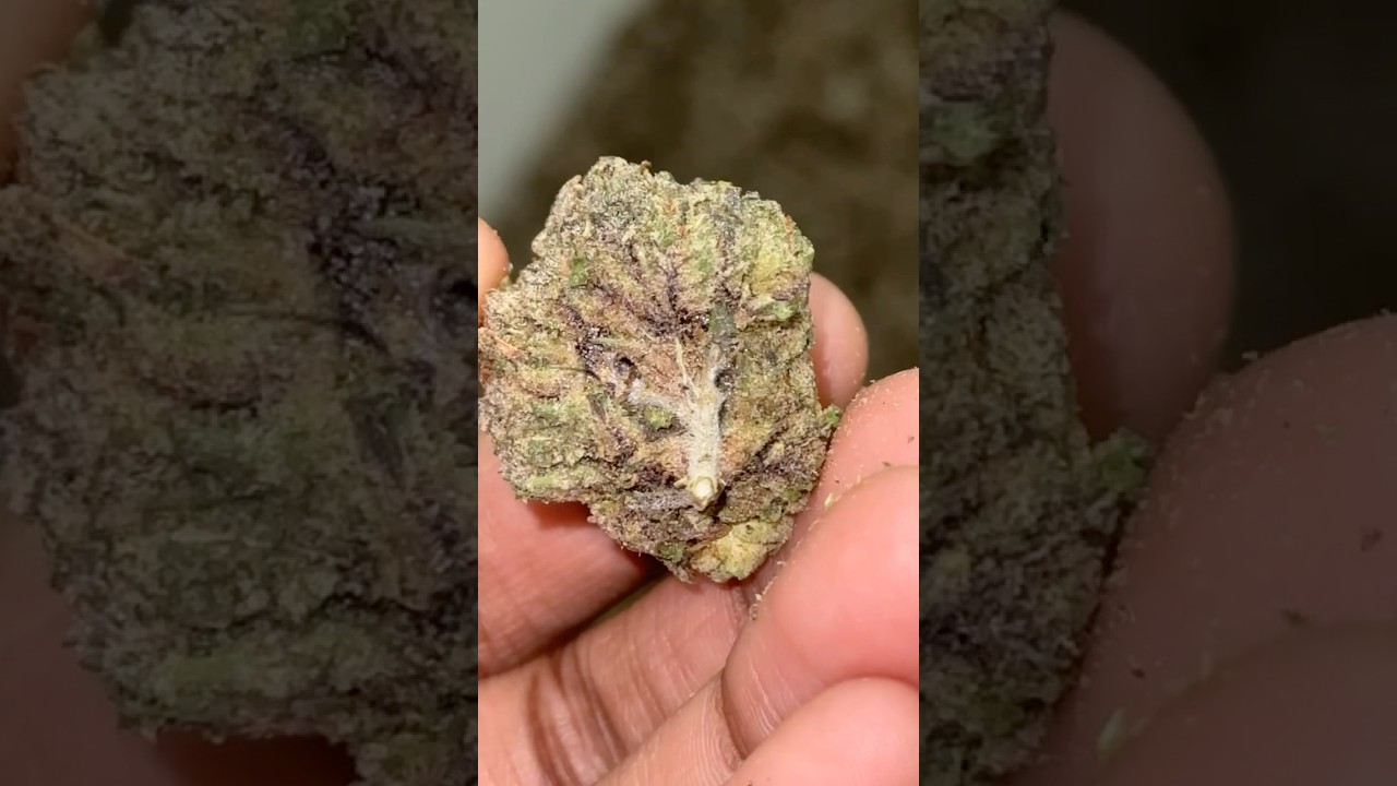 @PicaPuff Flower Like Art 🖼️😩