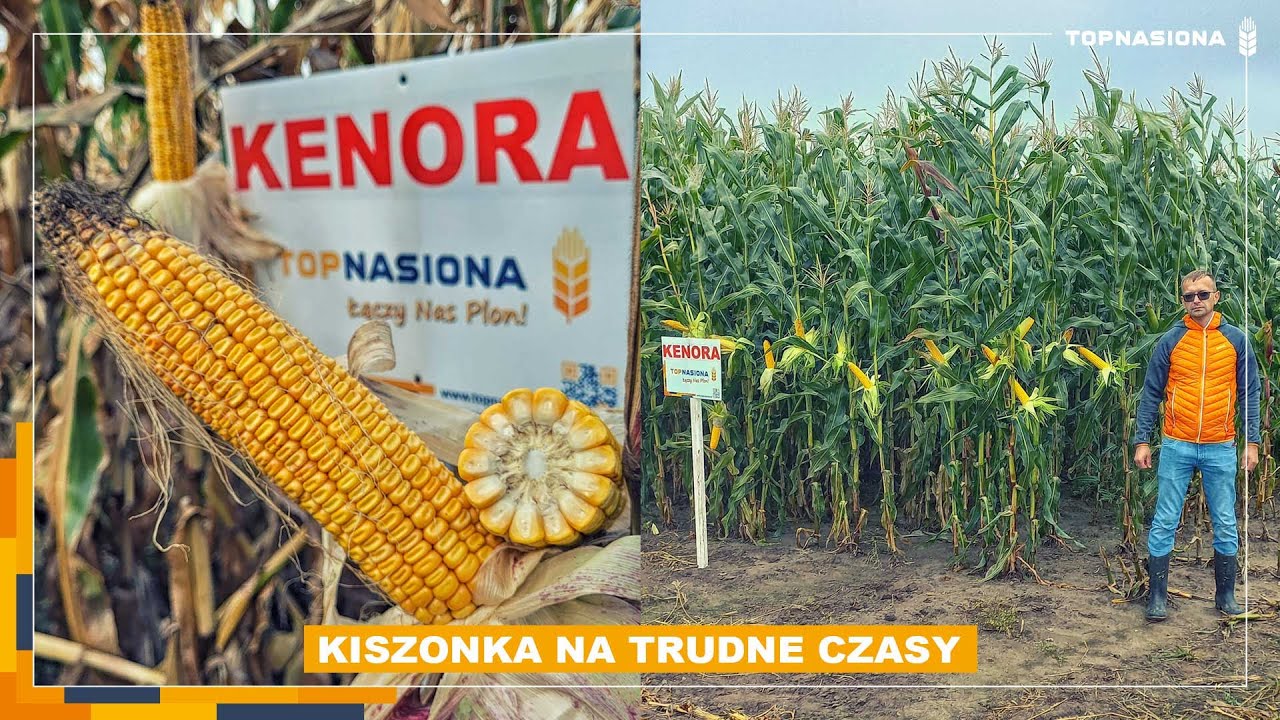 🌽 KENORA - Kiszonka na trudne czasy | Top Nasiona
