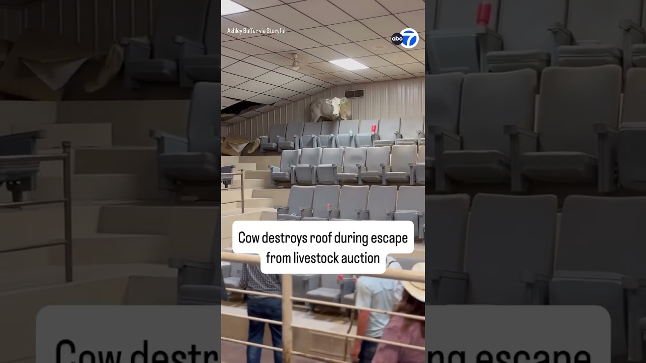 Cow destroys roof during escape from livestock auction