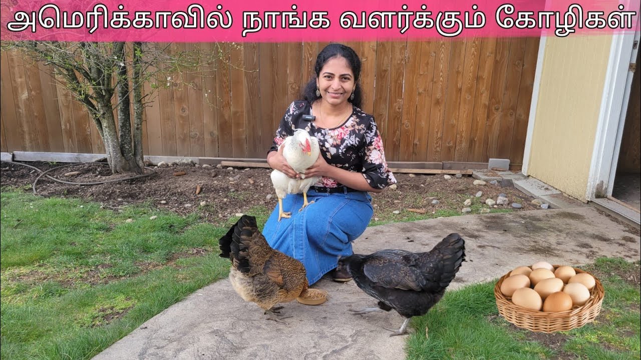 🐔 🐥 கோழி வளக்குறது இவ்ளோ கஷ்டமா!! | Chicken in America | Pudhumai Sei | USA Tamil Vlog