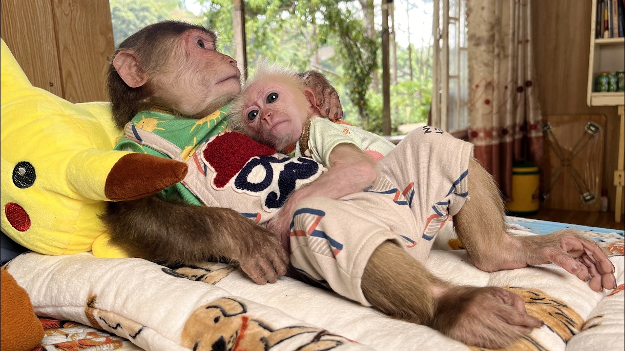 Oh, so surprised❤️Baby monkey Hope tries 
