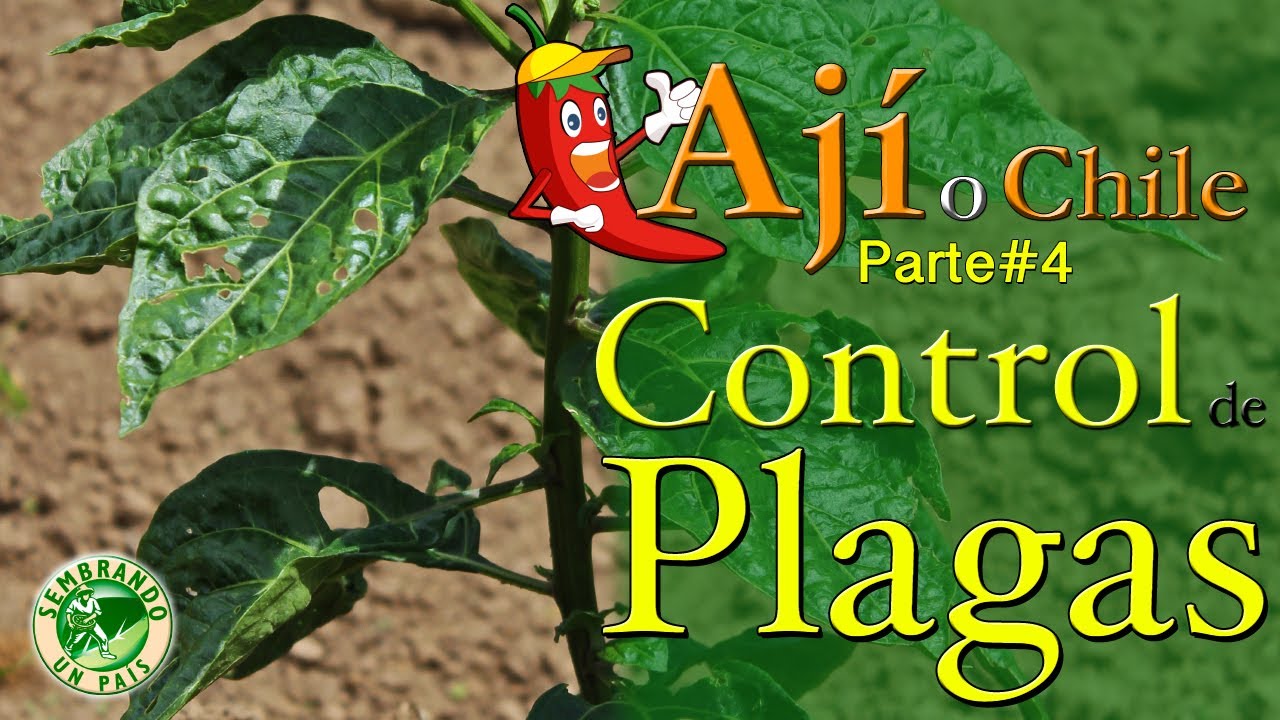 💢🌱Ají o Chile. Parte#4: Control de Plagas🌱💢