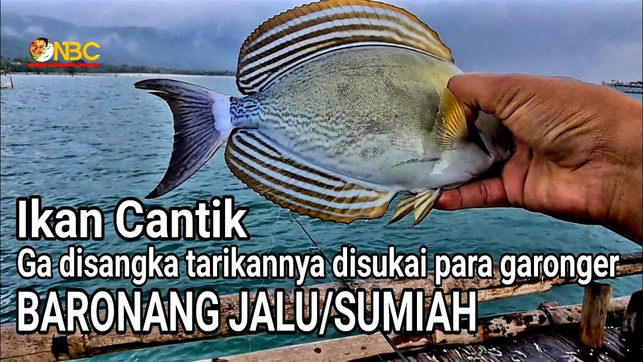 Spot baronang jalu, incaran para garonger gokil Eps. 2 