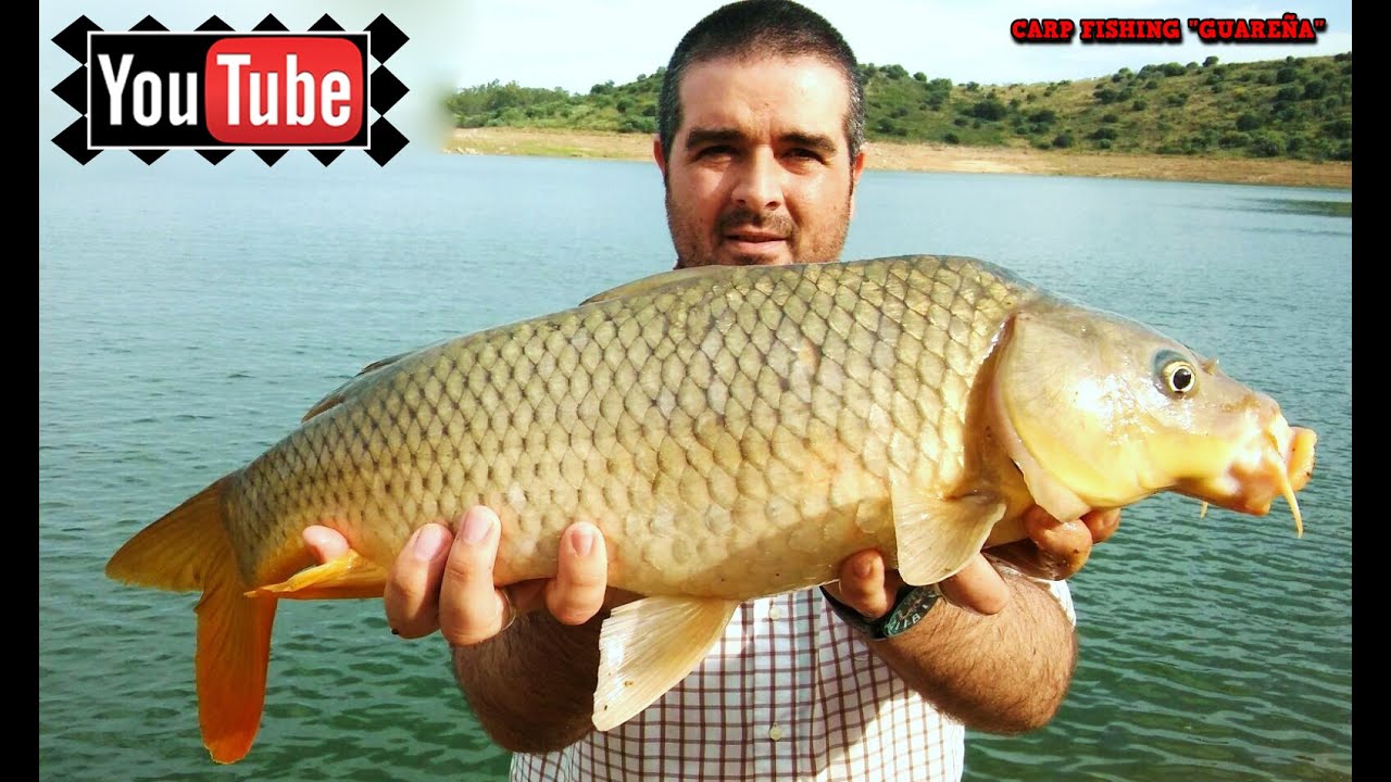 Sesión de Carpfishing en el Embalse de Alange