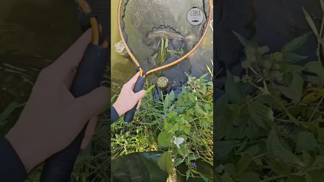 Kukolka w akcji, czy świetna przynęta na pstrągi🔥#libra #libralures #trout #pstrąg #spinning