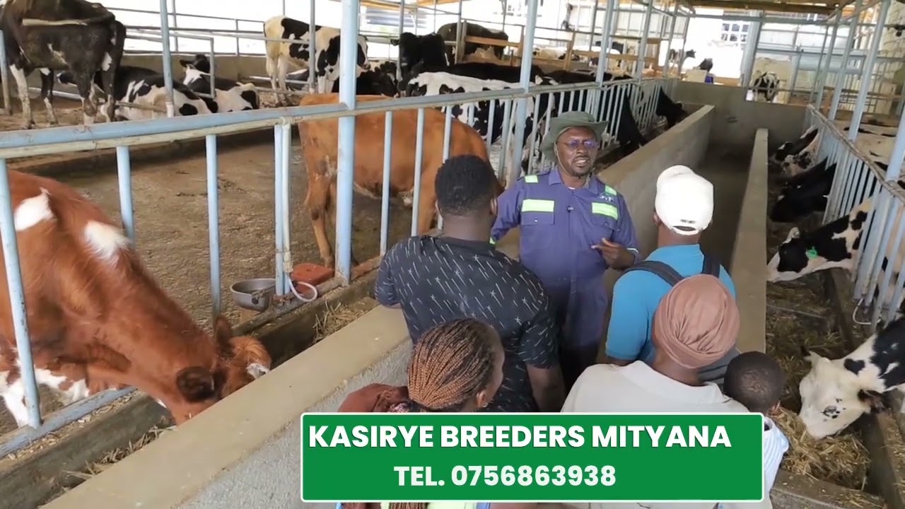Family demonstration tour of Kasirye Breeders Mityana. Dairy Farming is the way to go