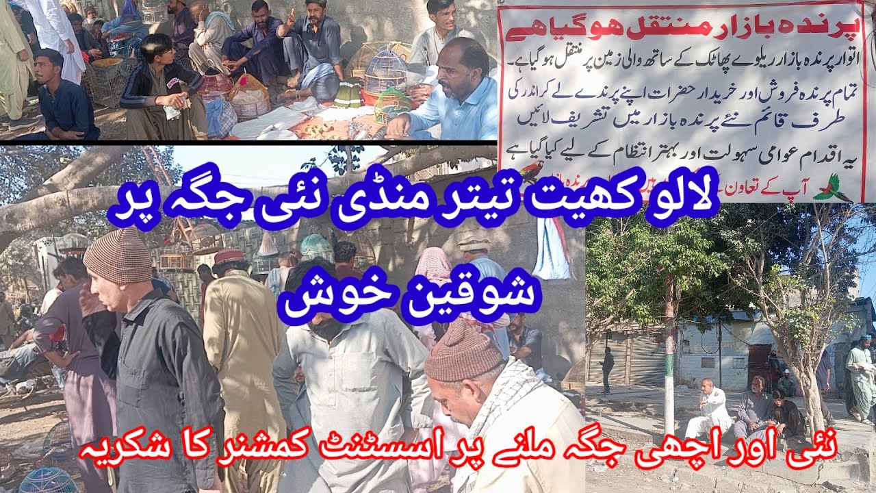 Lalukhet teetar Market Sunday 11-01-2026| لالو کھیت تیتر منڈی کالا تیتر ایرانی تیتر دکنی تیتر منڈی 