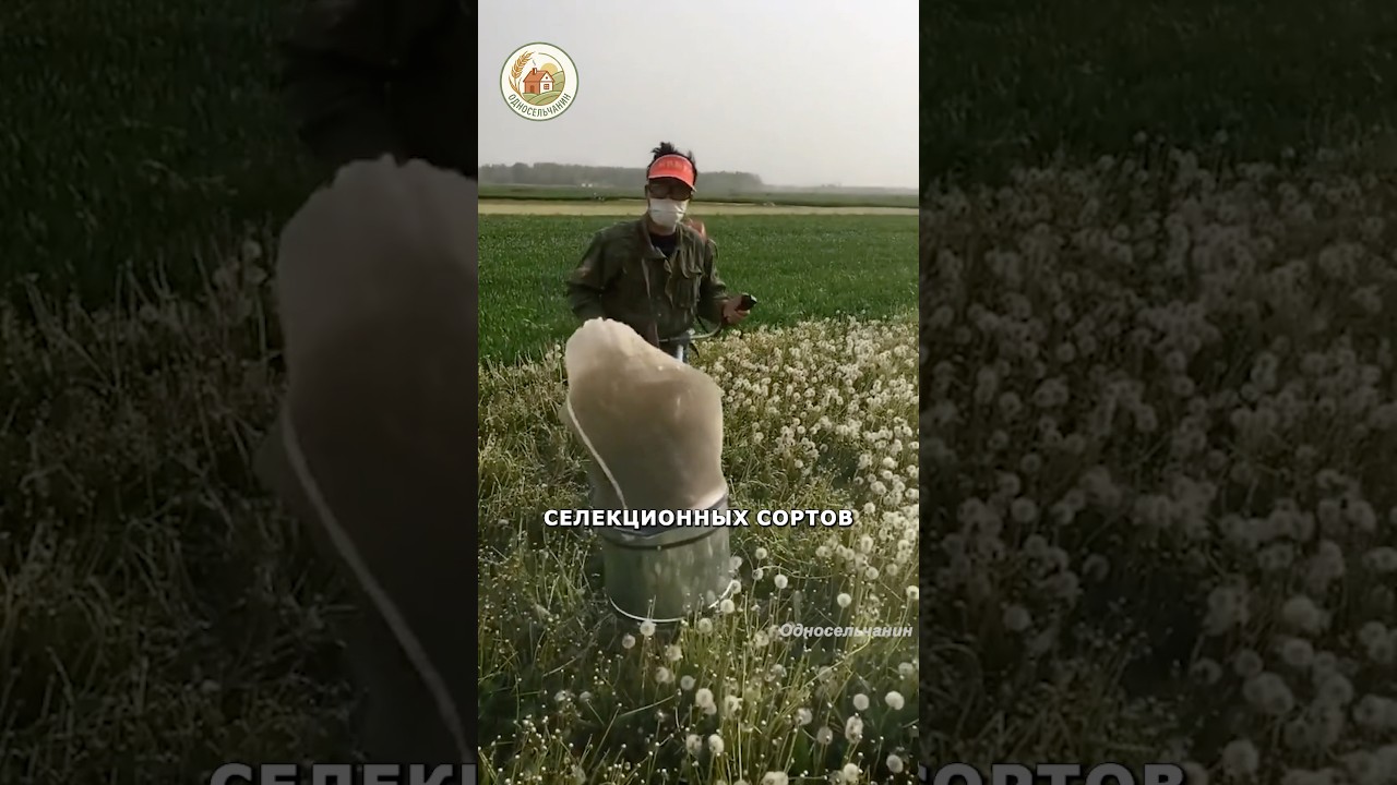 Для чего собирают одуванчики в таких масштабах?  #агротехнологии #новости #китай #сельскоехозяйство