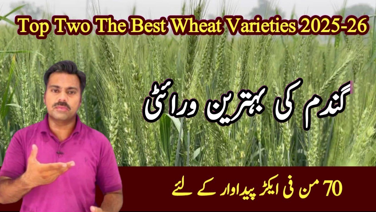 The best recommended wheat varieties in Pakistan | Abid Ali Agrarian