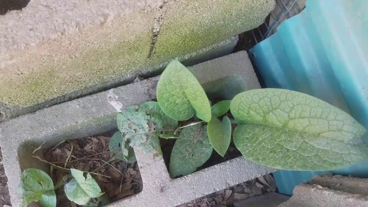 Comfrey as feed for rabbits and chickens