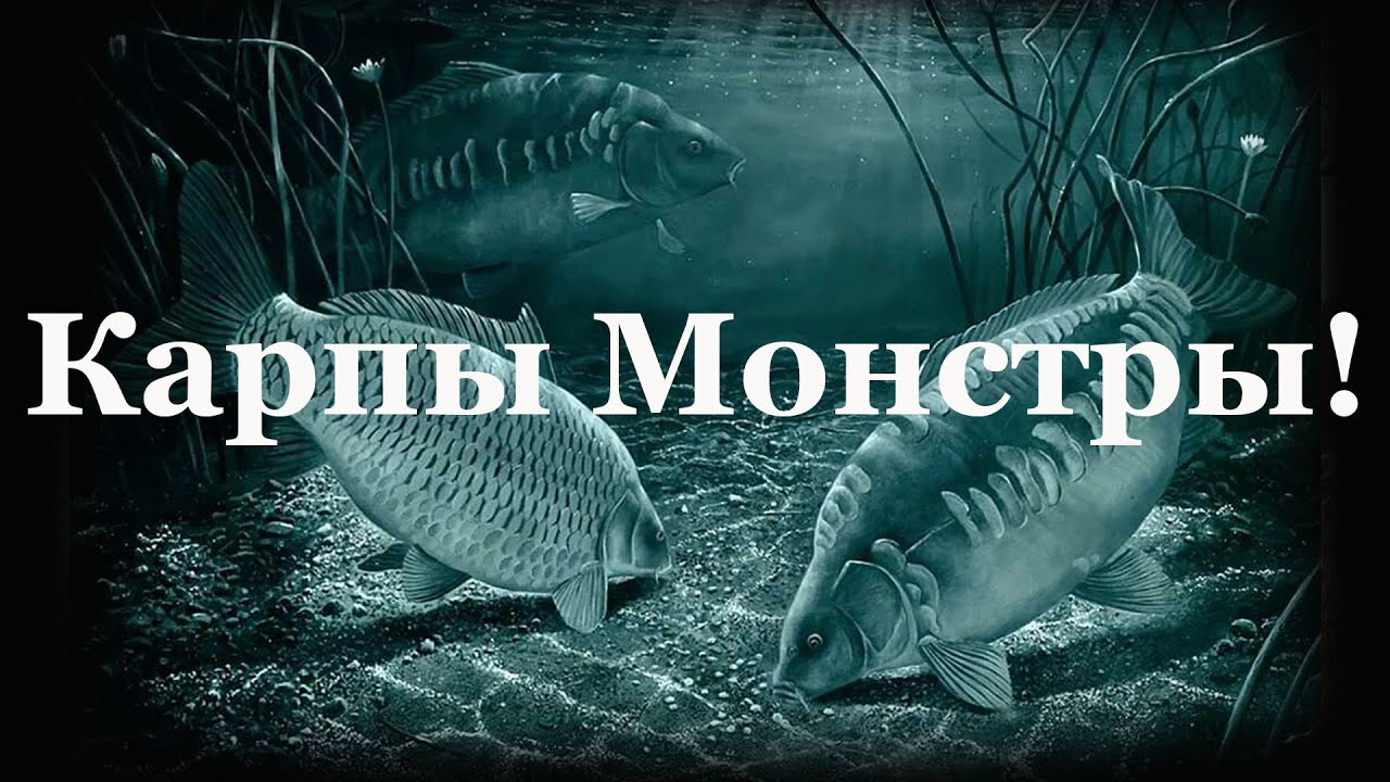 Карпы Монстры на платнике в Московской области. Рыбалка в рыболовном клубе Подкова!