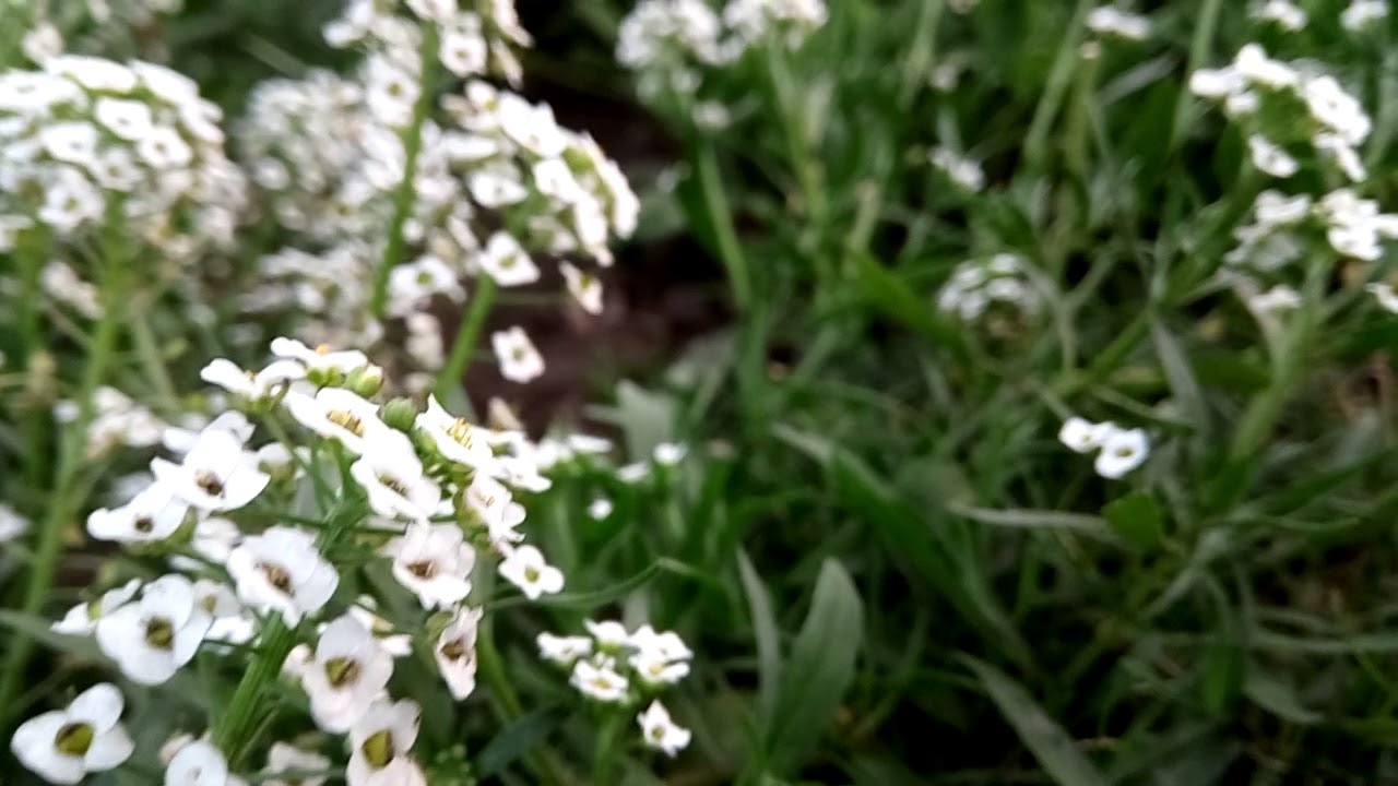Nature cinematography light camera action - Theatre practice cinematic mode