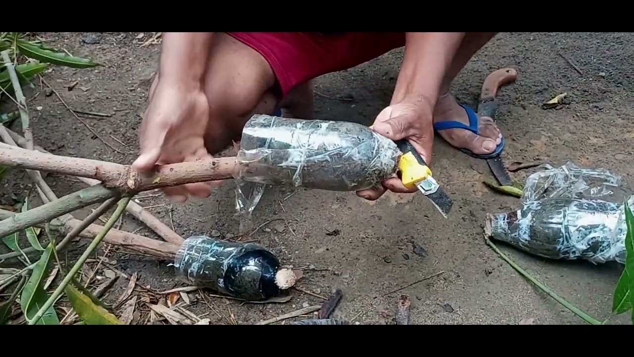 retirando as mudas de manga feita por alporquia