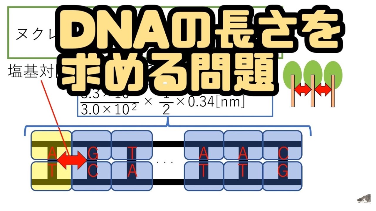DNAの長さを求める計算問題　高校生物基礎