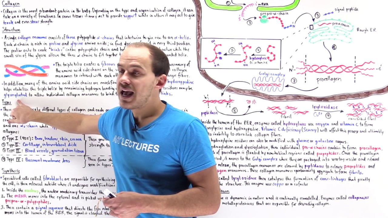 Collagen synthesis