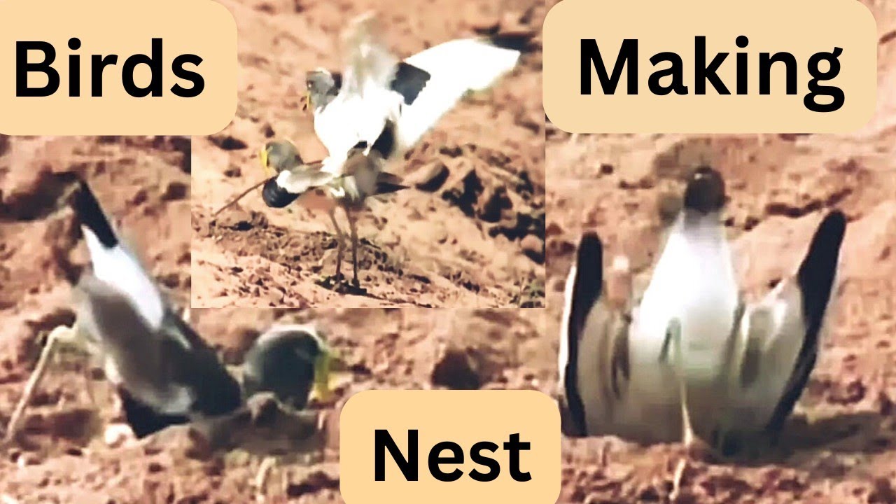 SURPRISING BIRD ATTACK MONITOR - lizard Attacked! @anilsachin4449