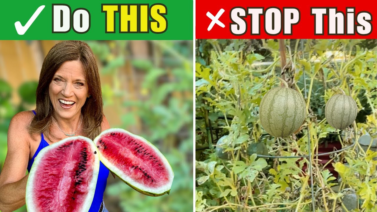 STOP Making These 6 Watermelon Mistakes Before It’s Too Late!
