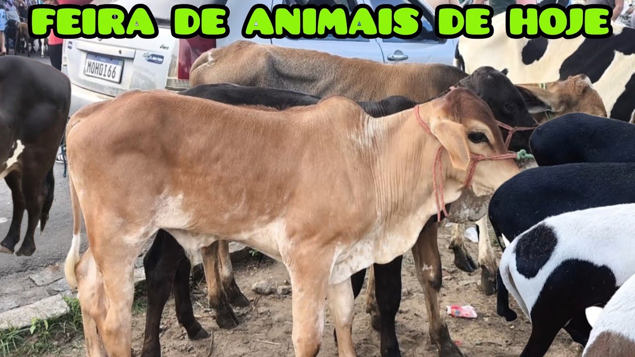 FEIRA DE ANIMAIS DE UMBUZEIRO PARAÍBA 21/02/2026 