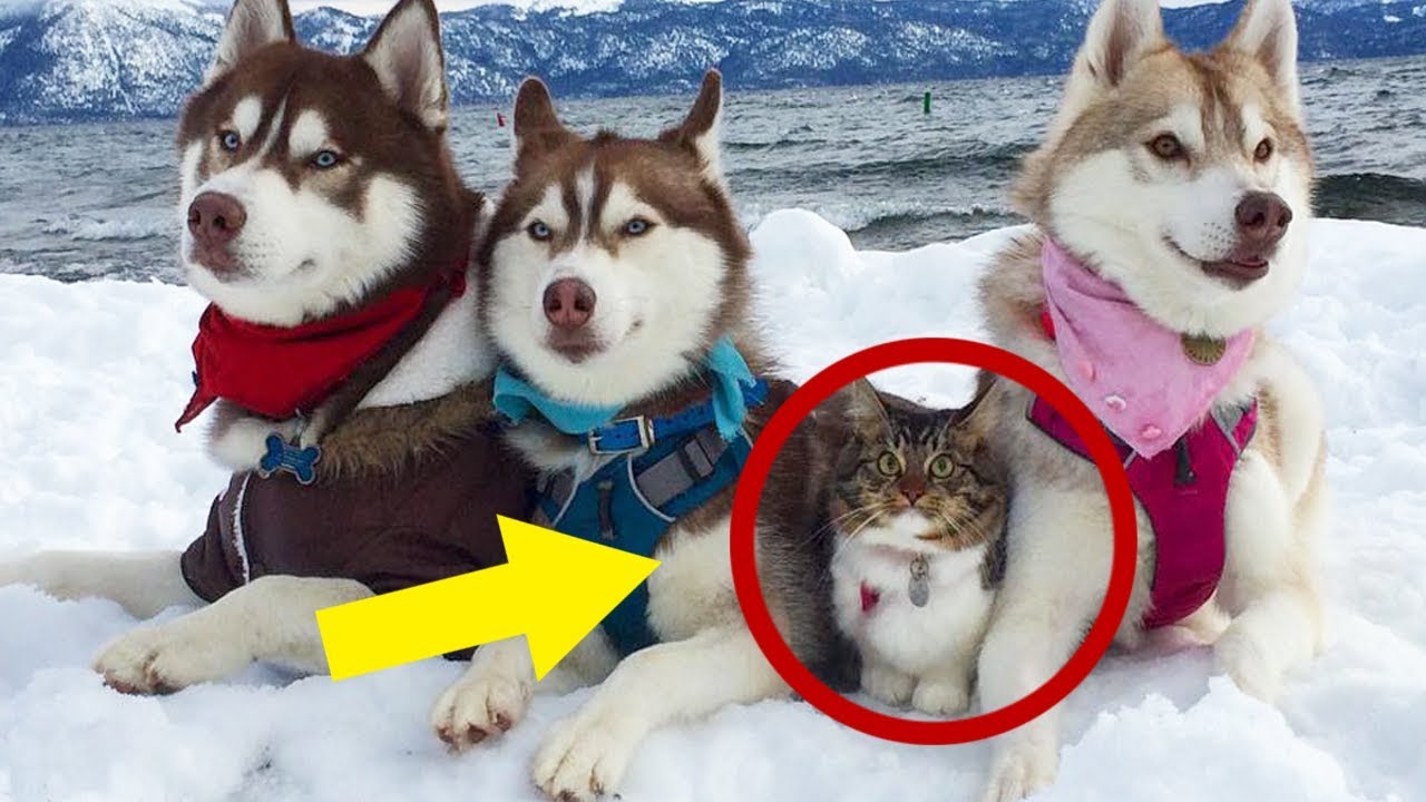 Diese KATZE denkt sie w&auml;re ein HUND, was dann passiert verbl&uuml;fft selbst Tier&auml;rzte und Experten