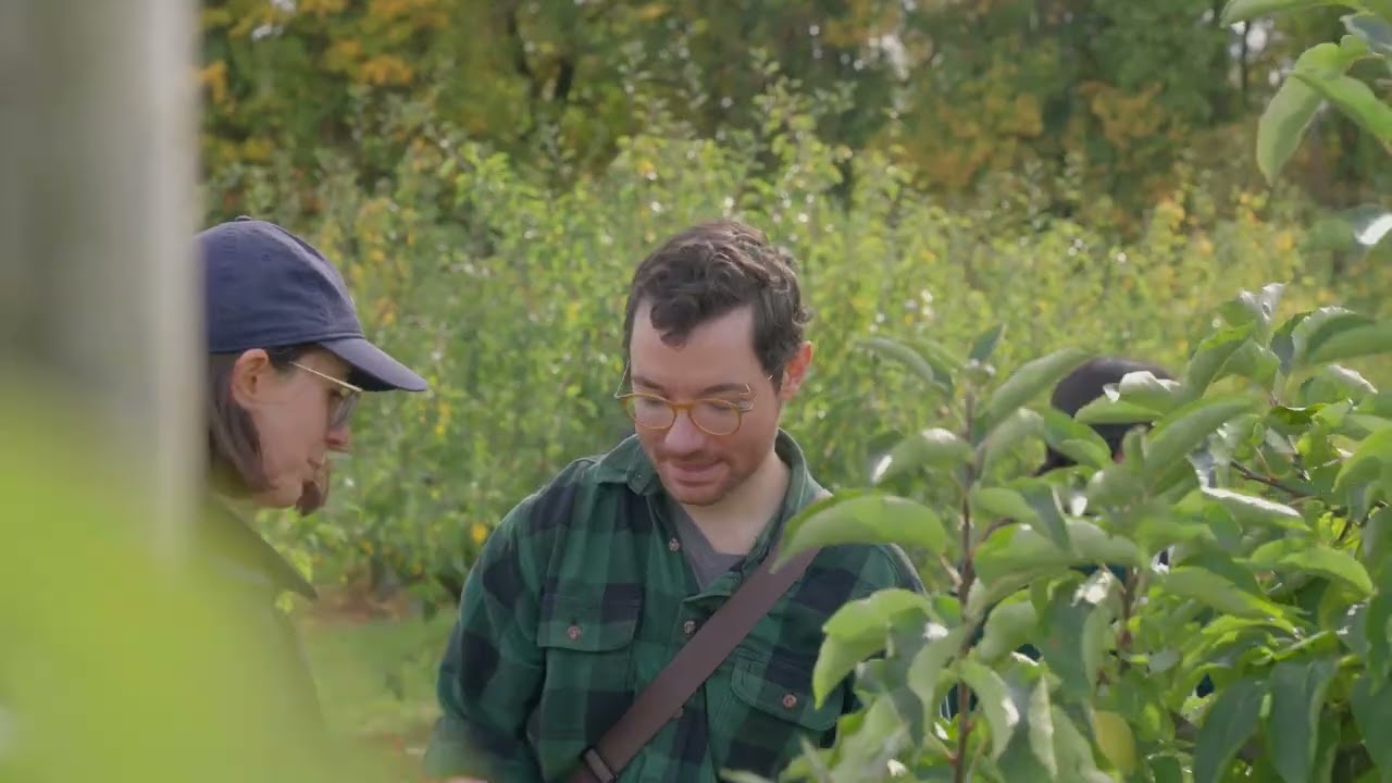 PYO Apples at Lathcoats Farm