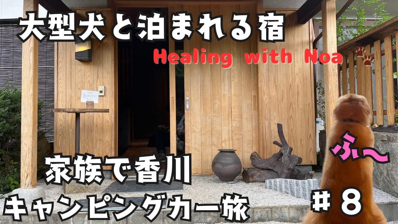 【ゴールデンと泊まれる宿】香川県オリーブ園のひっそり宿#ゴールデンレトリバー #大型犬のいる暮らし#可愛い