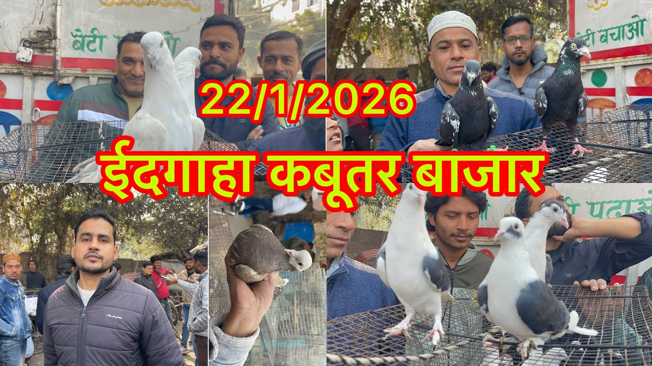ईदगाहा कबूतर बाजार मुरादाबाद Eidgaha Kabootar market Moradabad 22/1/2026