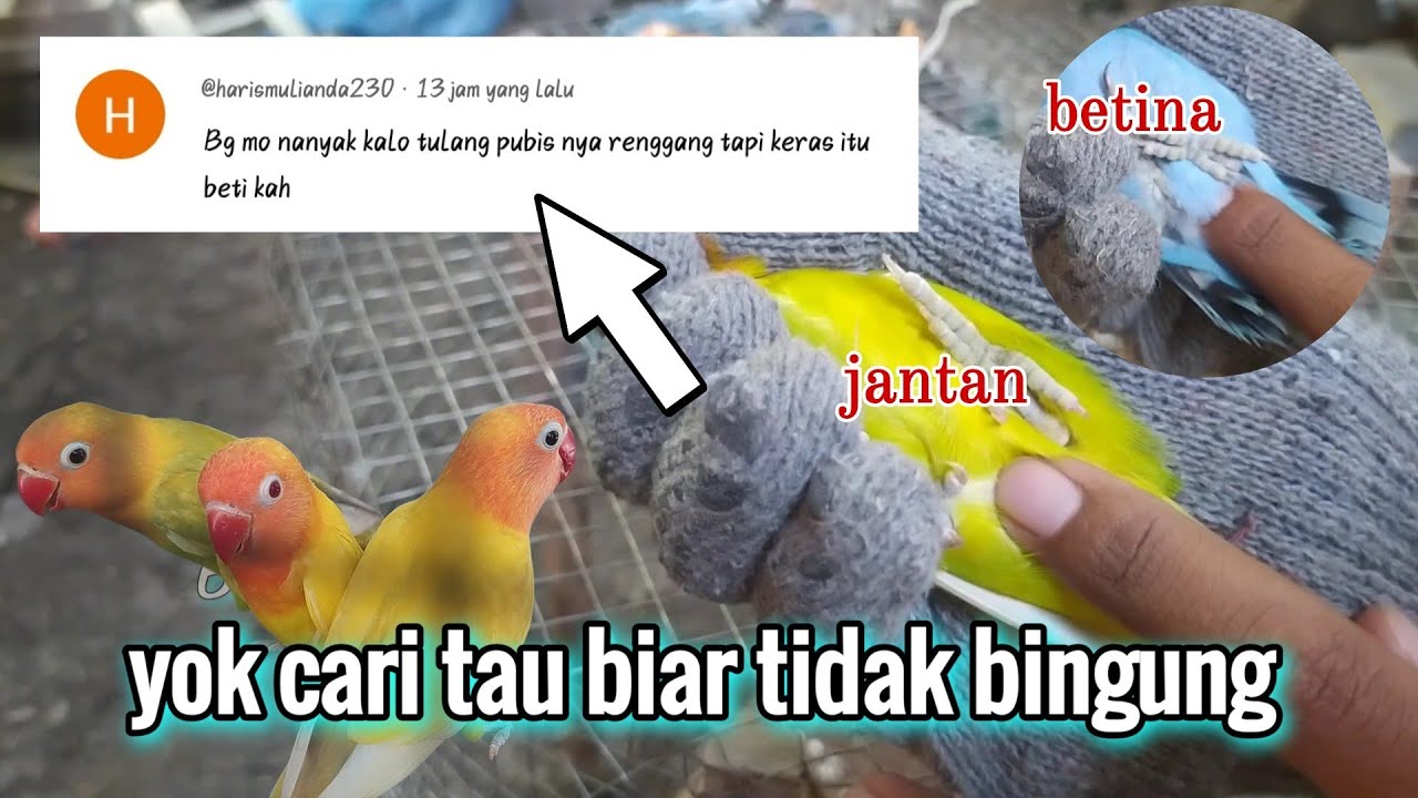 cara membedakan lovebird jantan dan betina dengan cara tulang pubis