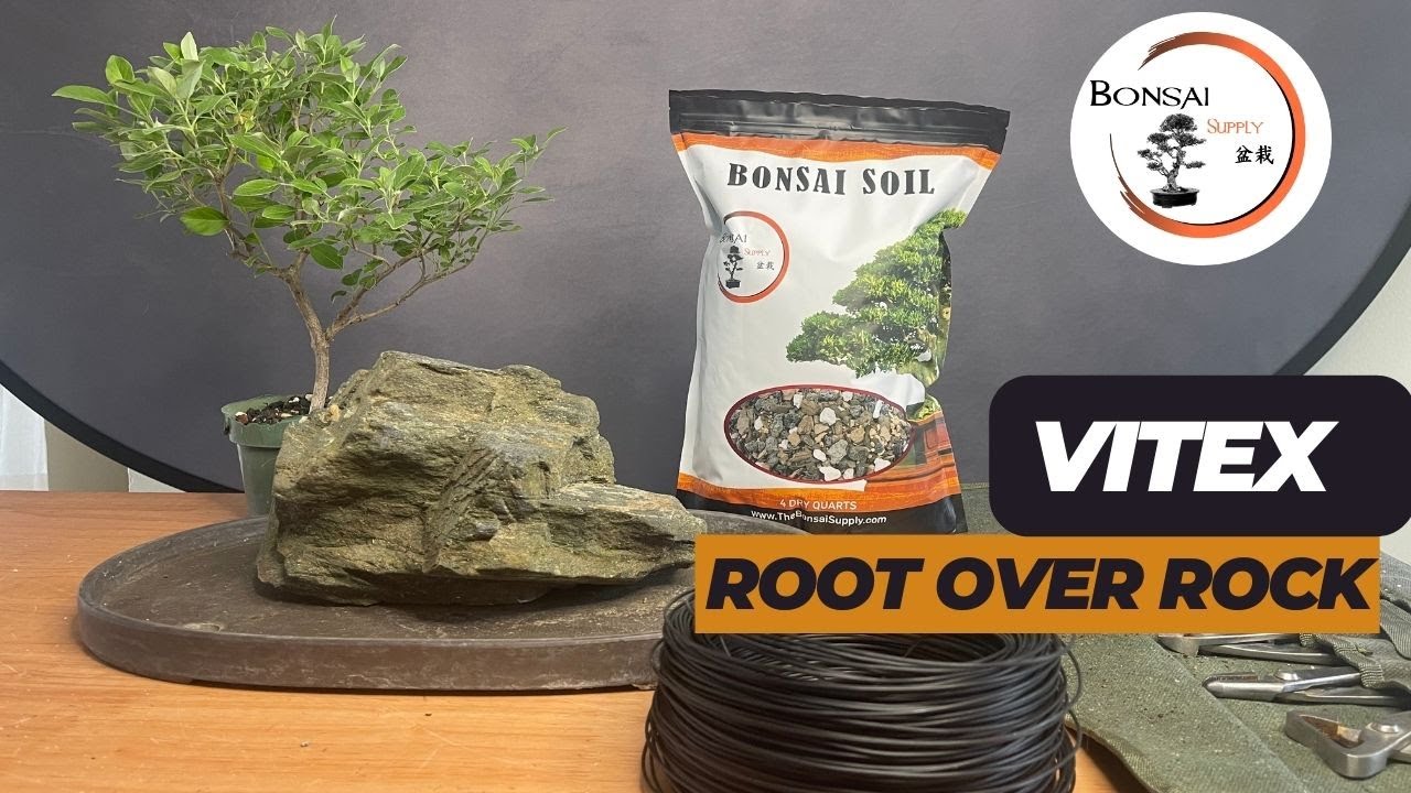 Vitex Bonsai Root Over Rock | The Bonsai Supply