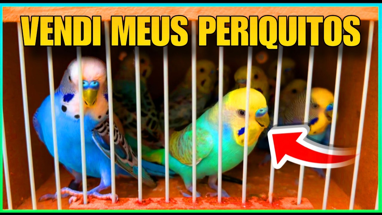 VENDI MEUS PERIQUITOS E COLOQUEI GALHOS NATURAL NO VIVEIRO DE PERIQUITOS