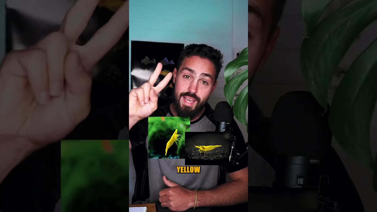 Топ-3 рыбки для коммерческого разведения 🧐 #theaquariumguy #fishbreeding #aquariumhobby #sidehustle