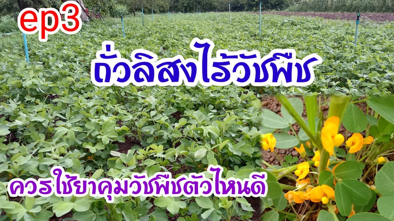 ep3ปลูกถั่วลิสง จำเป็นหรือไม่ที่ใช้สารคุมวัชพืชและใช้ตัวไหนถึงจะได้ผล