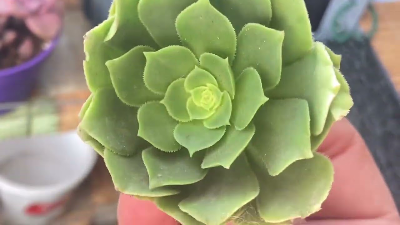 KARGO AÇIYORUM,NELER GELDİ NELER🤭🧿❤️şarjım videoya dayanamadı