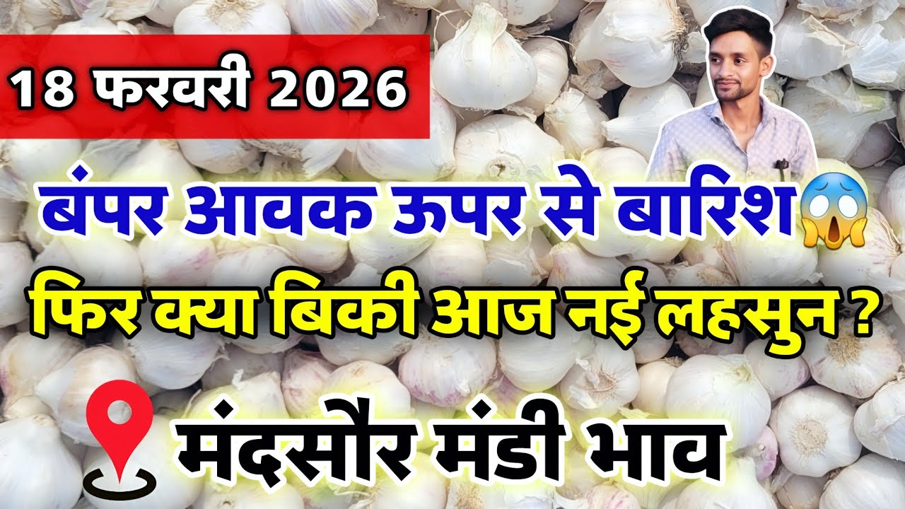 नई लहसुन का भाव मंदसौर मंडी 18 फरवरी 2026 | ooty lahsun | New Garlic Rate #mandsaur_mandi_bhav 