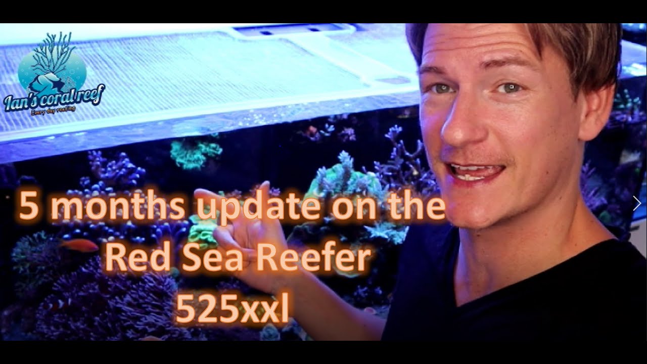 5 months update on the Red sea reefer 525 xxl