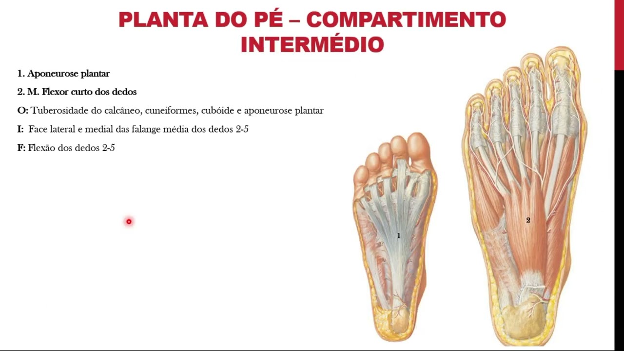 Músculos do pé   origem, inserção, funções e localização